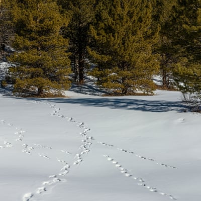 Animal Tracks and Signs to Look For