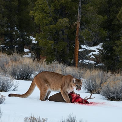 How to Respond to a Mountain Lion Encounter