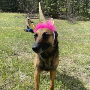 A silly German shepherd wearing a unicorn horn with purple feathers