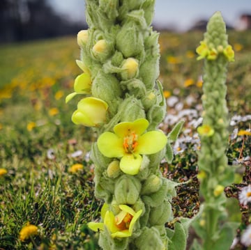 Great Mullein Flowers
