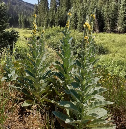 Great Mullein - 2nd Year Growth