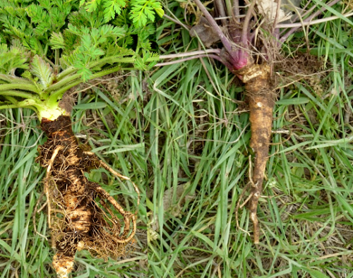 Wild Carrot vs Poison Hemlock