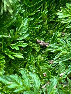 Poison Hemlock Leaves