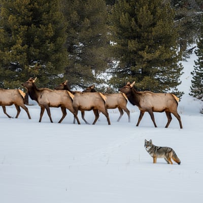 Predator and Prey Relationships in Winter