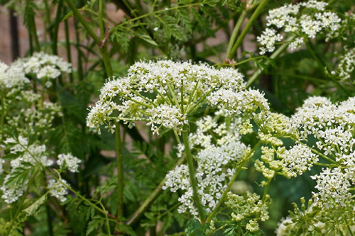 EAT THE WEEDS - POISON HEMLOCK