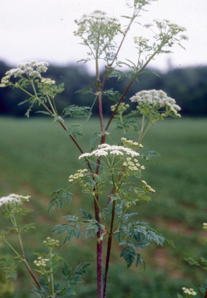 Eat The Weeds - Poison Hemlock