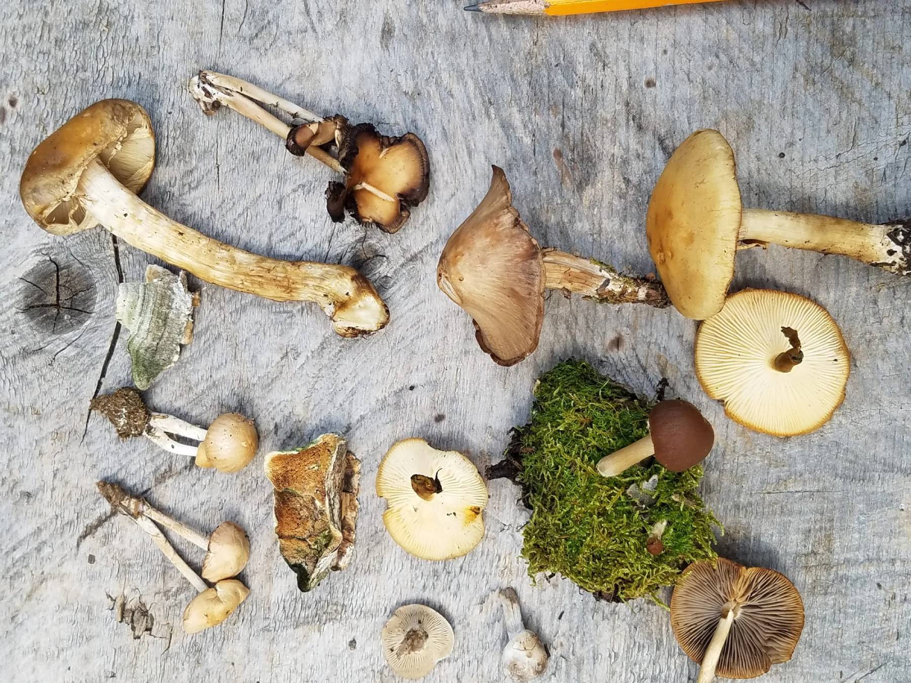 Mushroom-Mike-Mushrooms-scaled Mushroom-Mike-Mushrooms-scaled