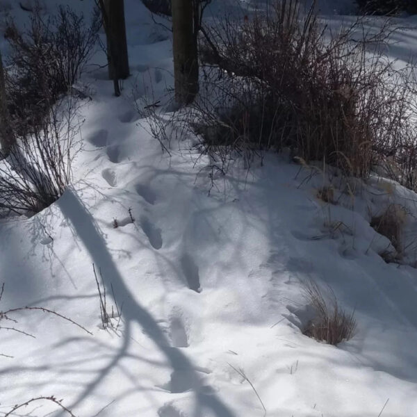 A clear track pattern in deep snow winds up a small slope between trees. The bounding trail, with two close parallel prints landing together in a repeated pattern, indicates a member of the weasel family, likely a marten or fisher. Shrubs and shadows stretch across the scene in dappled light.