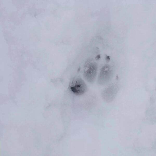 A single canine paw print in fresh snow, showing four toes with visible claw marks and a triangular heel pad. The track is compact and oval-shaped, typical of a wild canine such as a coyote or wolf.