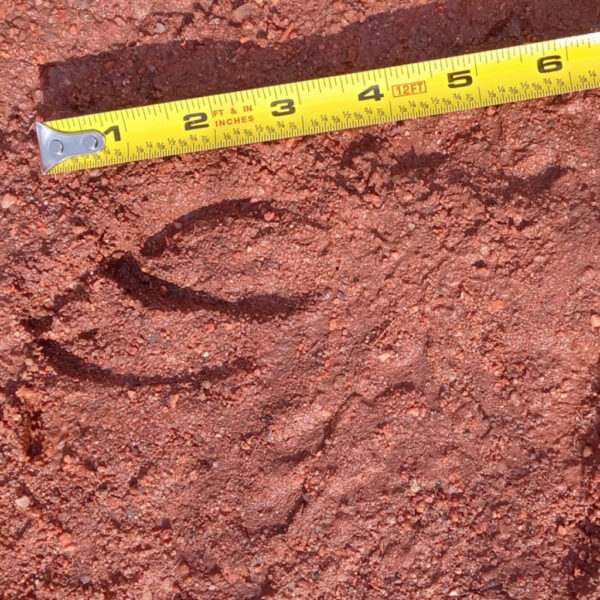 A large hoof print in reddish dirt, measured against a yellow tape measure showing it to be approximately 4 inches long. The distinct cloven hoof shape suggests it belongs to a deer or elk.