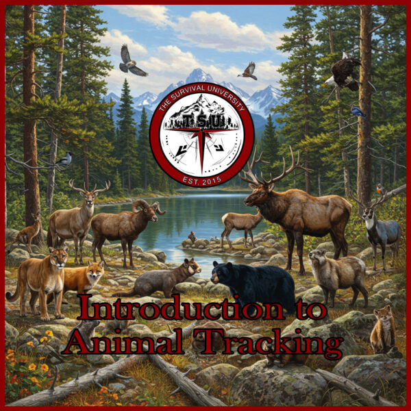 A beautifully detailed illustration of a vibrant mountain forest ecosystem filled with wildlife. The scene features a variety of animals including elk, deer, bighorn sheep, bears, foxes, mountain lions, wolves, birds, beavers, and small mammals, all gathered around a serene alpine lake. Snow-capped peaks rise in the background, surrounded by evergreen trees under a bright, partly cloudy sky.
