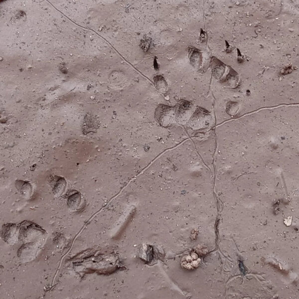 Animal tracks in wet mud, clearly showing four-toed paw prints with claw marks, likely from a raccoon. The prints are spaced in a staggered walking pattern, with small debris and twigs around them.