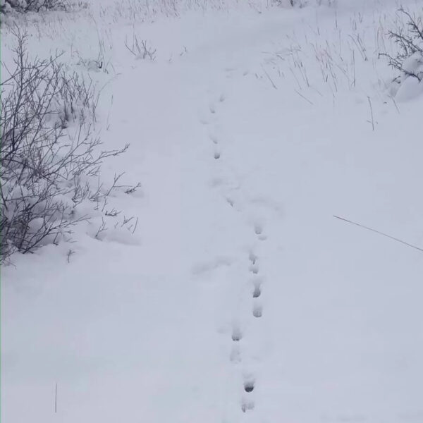 A single-file trail of small, evenly spaced prints stretches through deep snow, weaving between leafless brush. The tracks are in a classic diagonal walking pattern, suggesting a fox—most likely a red fox, which often places its rear paw in the same spot as the front, creating a tidy, efficient trail.
