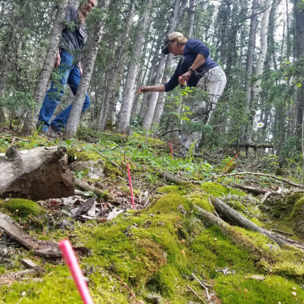 Two individuals examining forest ground for sign in a dense pine woodland, using tracking sticks and pink markers along a mossy slope.