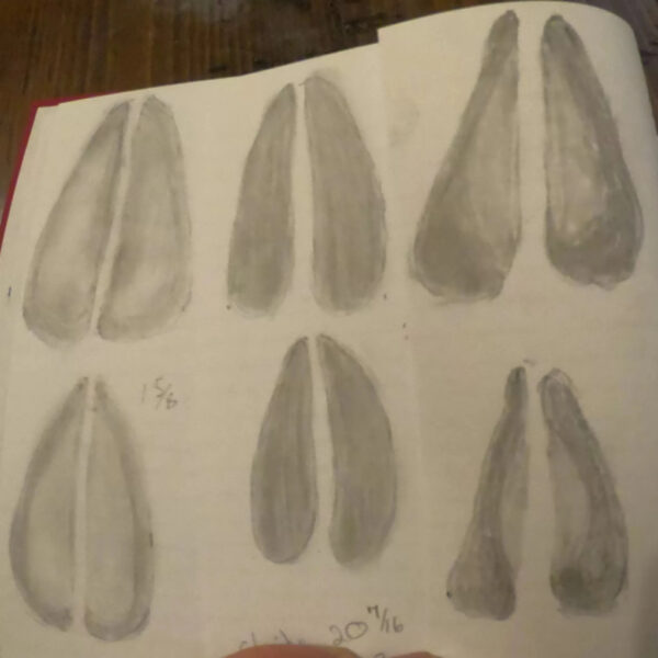 A hand-drawn reference page featuring six sketched cloven-hoof tracks, shaded in pencil. Each track resembles the typical split-hoof pattern of ungulates such as deer or elk. Some tracks are labeled with measurements like "1 5/8" and "2 0/16."