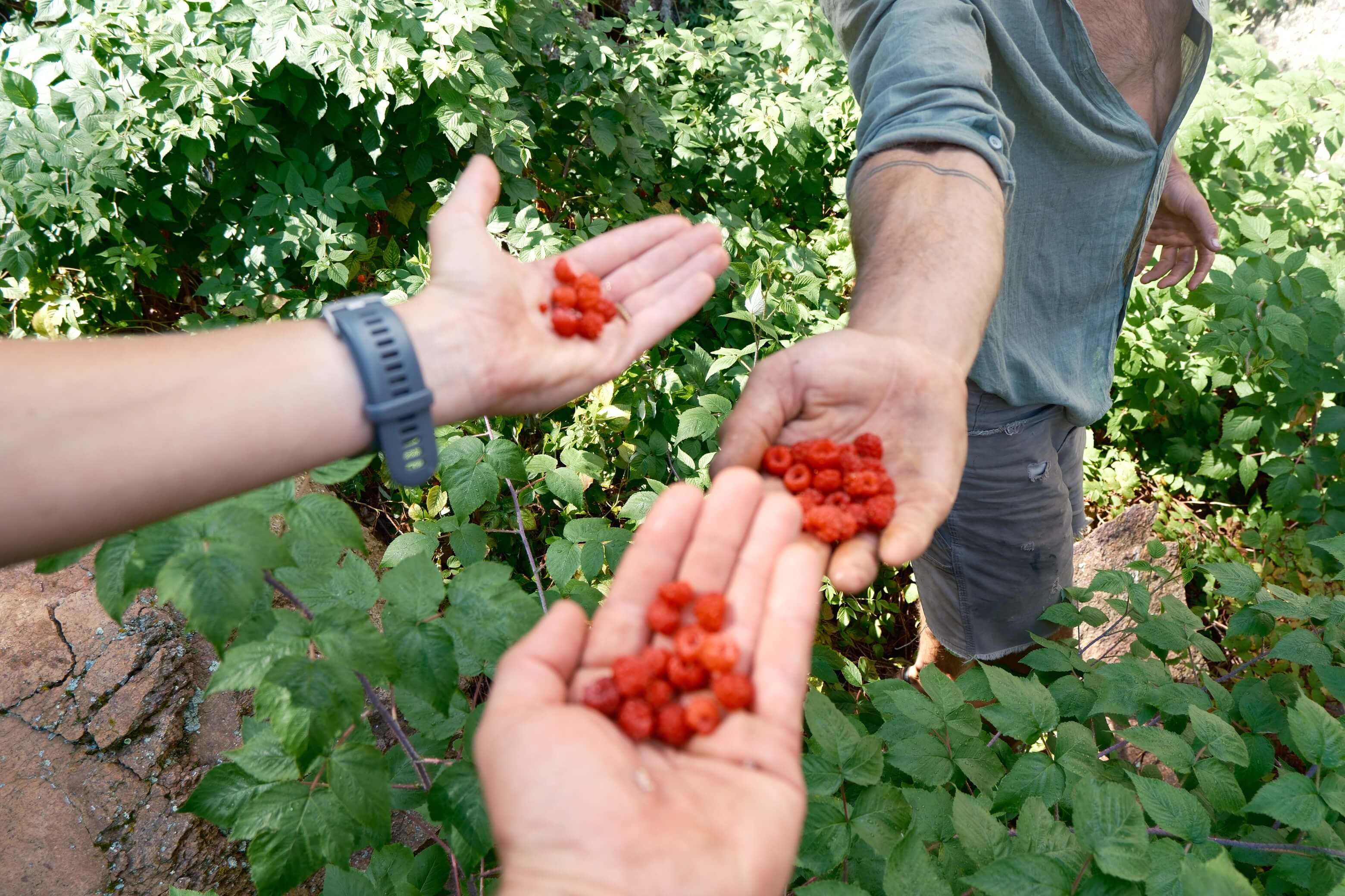 Students gathering wild berries during Field to Feast backcountry survival course