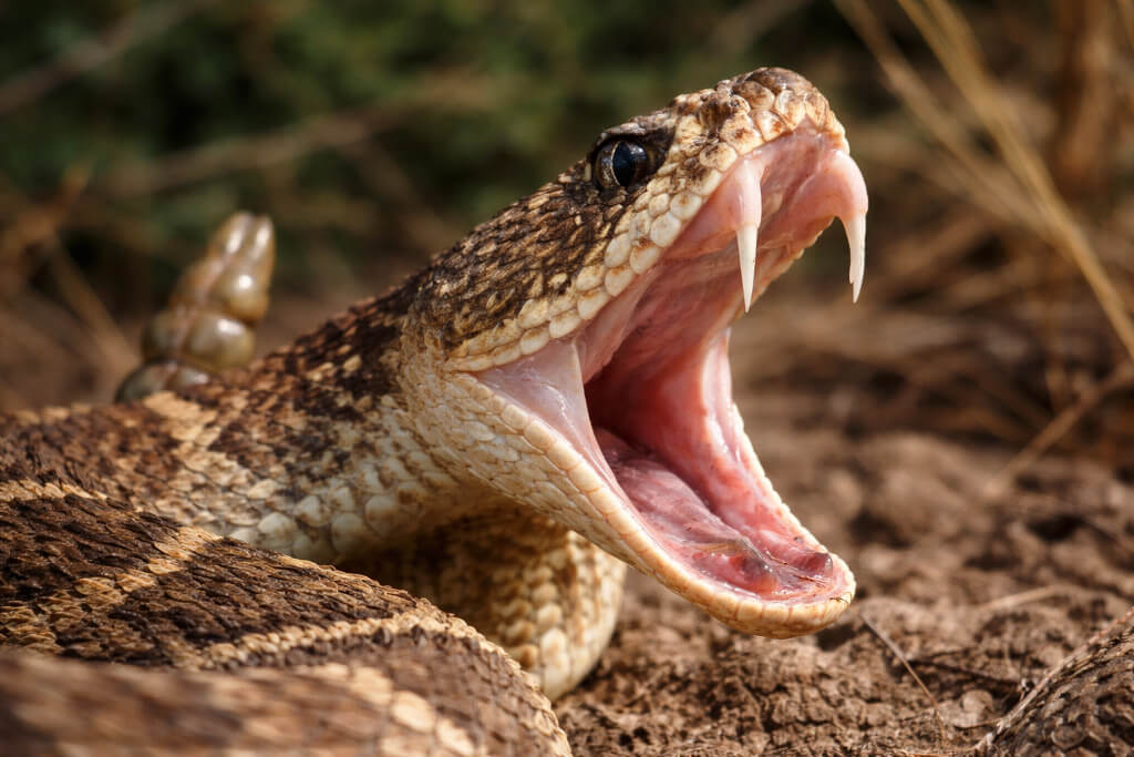 close up of rattlesnake with mouth open showing fangs in defensive posture