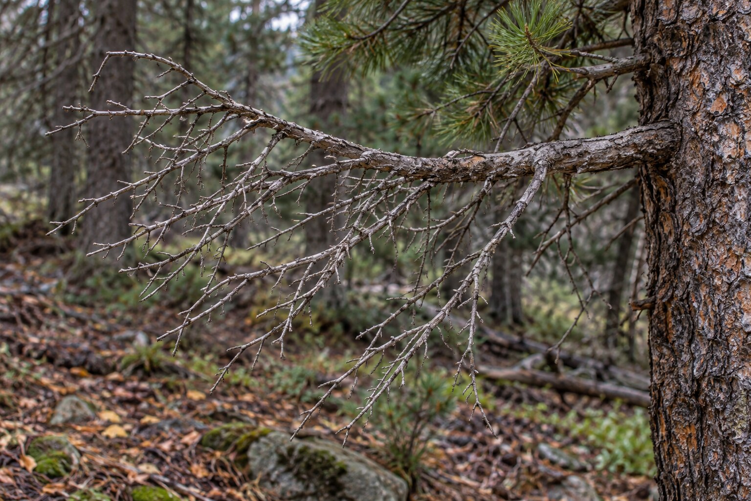 Fine dead pine twigs on a branch suspended above the forest floor