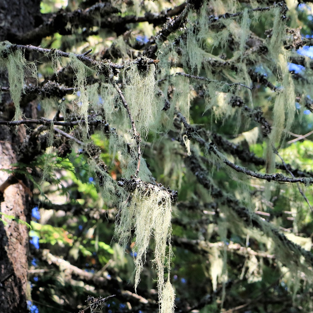 Pale green Usnea old man’s beard lichen hanging from forest tree branches