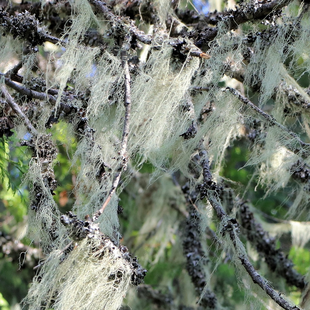 Fine pale green Usnea lichen branches hanging in tangled tufts from a tree limb